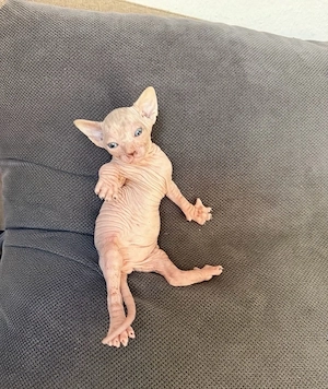 Sphynx Kitten