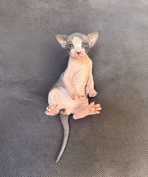 Sphynx Kitten