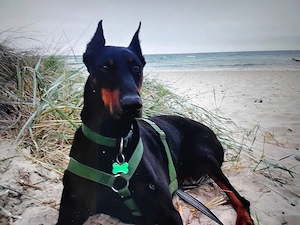 Suche Dobermann braun oder schwarz, kupiert nicht älter als 1,5 Jahre
