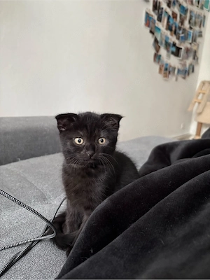 2 schwarze Kater suchen liebevolles zuhause!