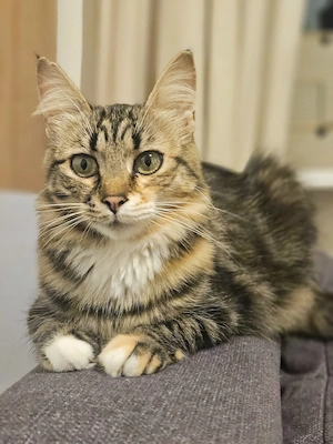 Eine kleine Prinzessin sucht ein liebevolles Zuhause. 