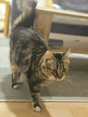 Eine kleine Prinzessin sucht ein liebevolles Zuhause.  Bild 5