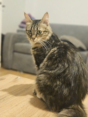Eine kleine Prinzessin sucht ein liebevolles Zuhause.  Bild 3