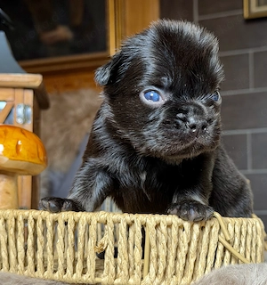 Premium Französische Bulldoggen Blue eyse aus promovierter Zucht 