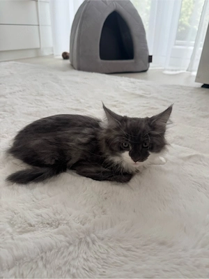 Maine coon kitten