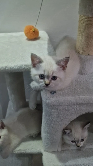 Bkh kitten weiss Bild 4