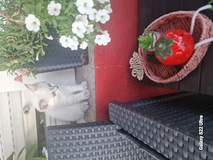 Bkh kitten weiss Bild 3