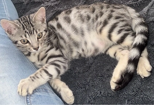 Wunderschöne Bengal-Mix Kitten jetzt bereit für ihr neues Zuhause