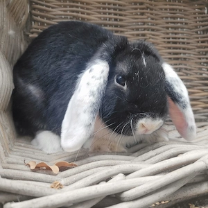 Liebe sozial Kaninchen Weibchen zw 0 u 5Jahren suchen Zuhause-geimpft  Bild 7