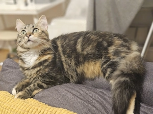 Eine kleine Prinzessin sucht ein liebevolles Zuhause.  Bild 4