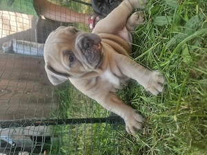Hundewelpen zu verkaufen