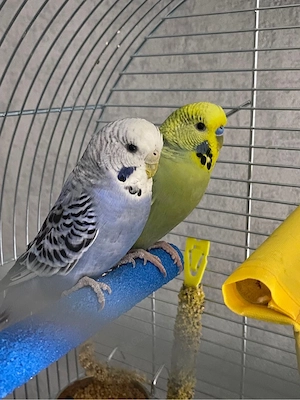 Wellensittich Pärchen