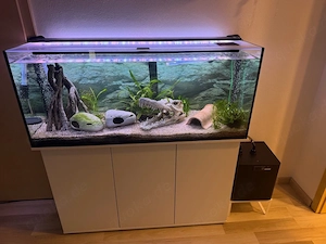 Axolotl-Komplettset   3 Axolotl inkl. Aquarium, Kühler & Zubehör