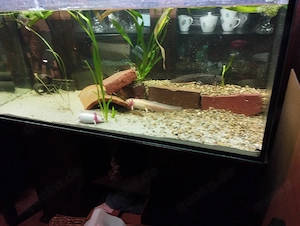 Komplettes Aquarium mit Axolotl 