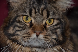 Maine Coon - Hauskatze - Kätzchen abzugeben