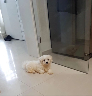 Ein wunderschöner Bichon-Frisé-Maltipoo-Mix 