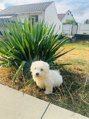 Ein wunderschöner Bichon-Frisé-Maltipoo-Mix  Bild 2