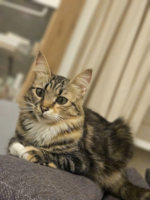 Eine kleine Prinzessin sucht ein liebevolles Zuhause.  Bild 2