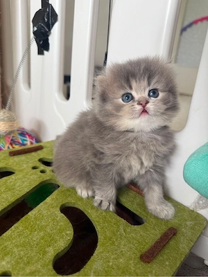BLH Kitten