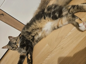 Eine kleine Prinzessin sucht ein liebevolles Zuhause.  Bild 6