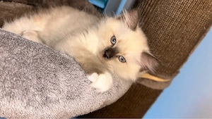 Heilige Birma Kittenjunge sucht wundervolles Zuhause