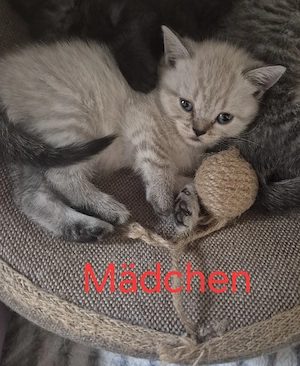 Bkh kitten  Bild 4