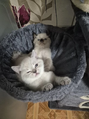 Bkh kitten 
