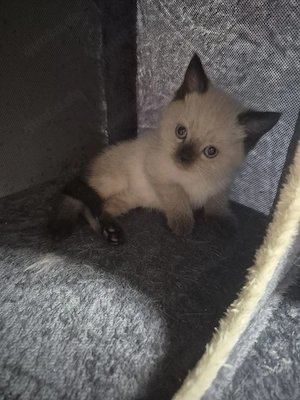 Bkh kitten  Bild 5
