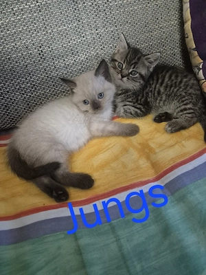 Bkh kitten 