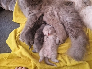 Baby Katze 