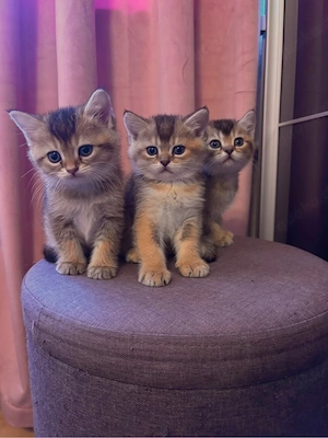 Britische Katzen suchen eine liebevolle und fürsorgliche Familie   