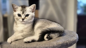 BKH Kitten Abgabebereit 
