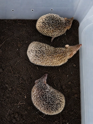 igel Echinops telfairi