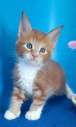 Energiegeladene männliche Maine-Coon-Kätzchen