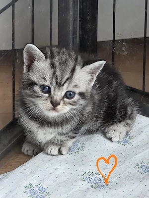 BKH Whiskas Babys 