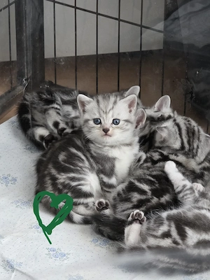 BKH Whiskas Babys  Bild 10