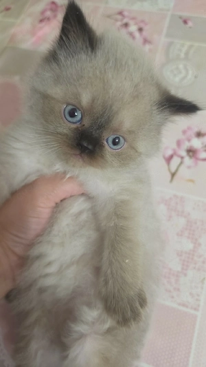 2 süße Kitten suchen ein liebevolles Zuhause   