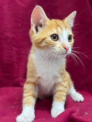 Porthos Mini Musketier sucht spannende Familie
