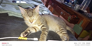 Baby Katze gestreift 