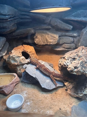 1 0 Leoardgecko mit Terrarium