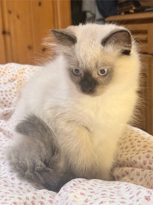 Heilige Birma Kätzchen Kitten