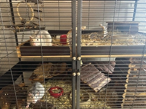 Ratten mit Zubehör