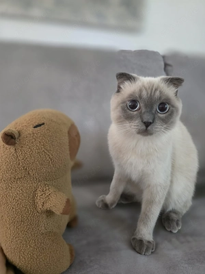 Coco kastrierter Kater