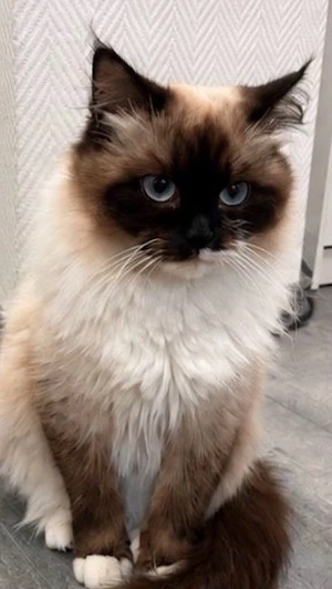 sima katze.  