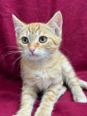 Aramis Mini Musketier sucht spannende Familie