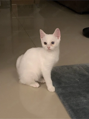 Persermix katze weibchen 