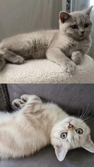 2BkH Katzen (männlich+weiblich)