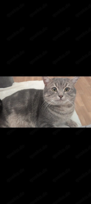 Kitten Mix zum verlieben  Bild 7