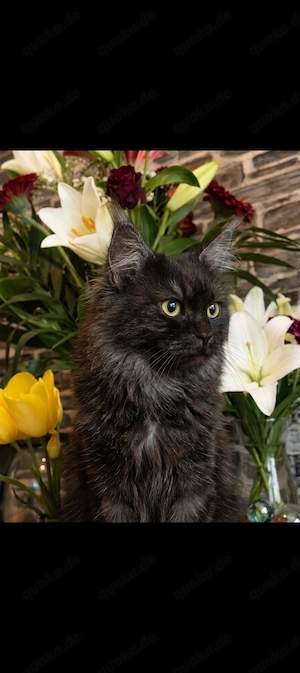 Kitten Mix zum verlieben  Bild 8