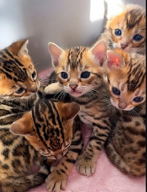    Bengal-Kätzchen abzugeben   
